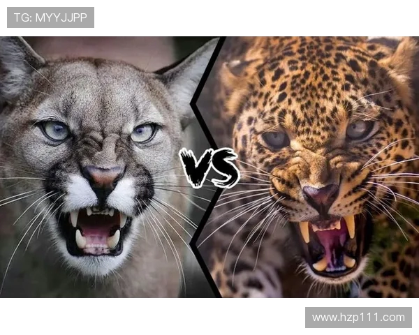 阿特拉斯与美洲狮的精彩对决结果揭晓,谁将胜出成焦点